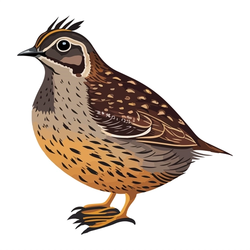 Jungle Safari Quail Bird Transparent Sticker